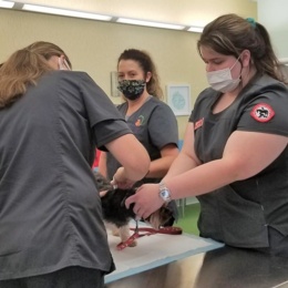 Sinclair College Veterinary Technology Students and Faculty Volunteer Over 140 Hours to Protect Pets and Gain Hands-On Experience