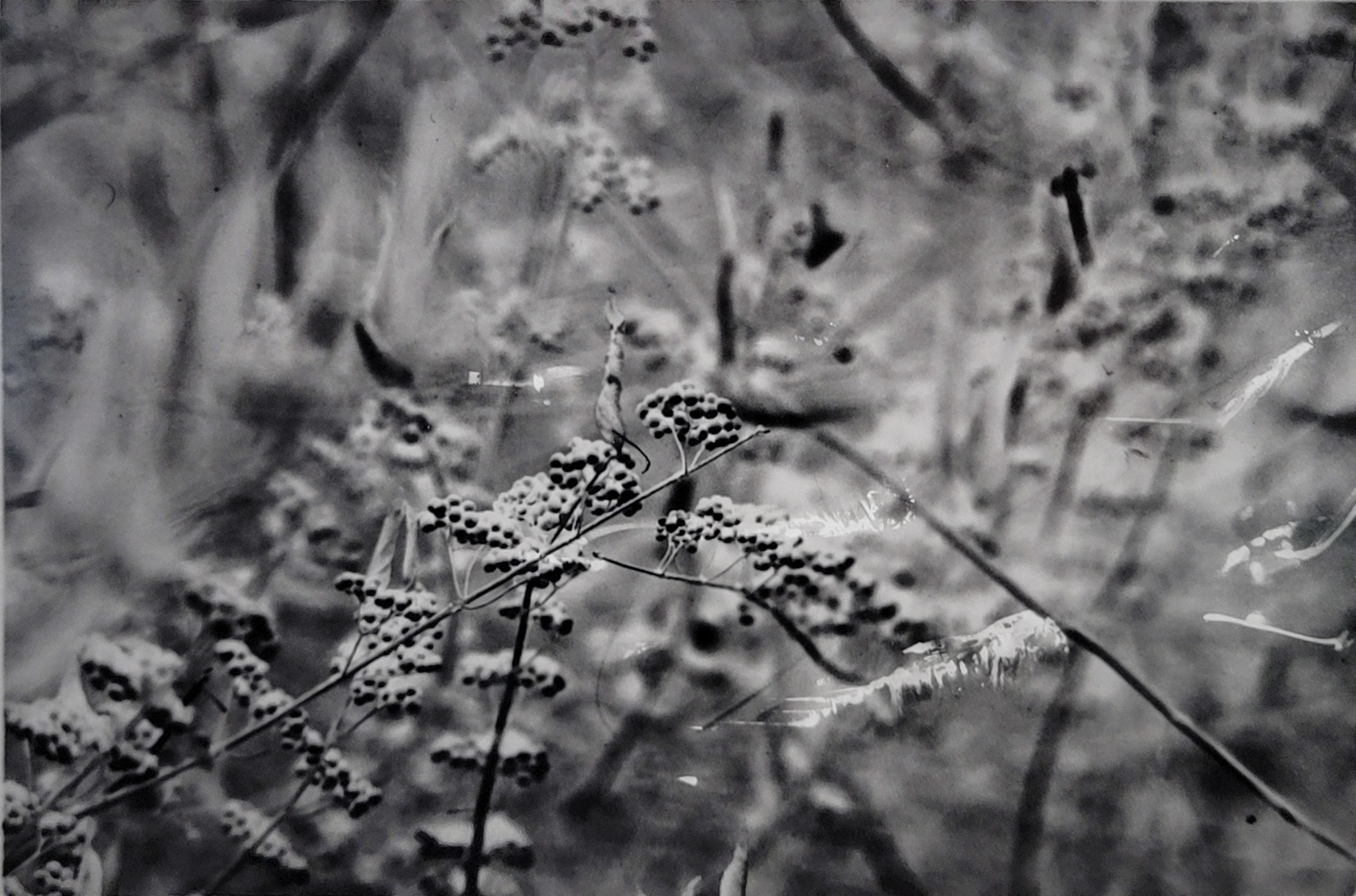 A black and white photograph. A wildflower with many tiny flowers on one stem is the focus in the foreground. Behind the wildflower is other flowers obscured by the blurred focus setting. Only the foreground flower is clear to the viewer