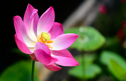Lotus Flower