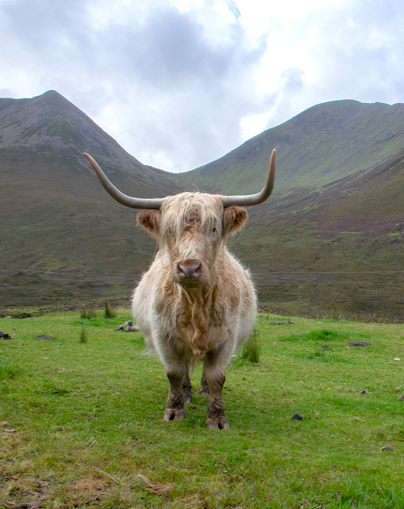 Scottish (highland) cow in scottish mountains, Isle of Sky, Scotland, UK
