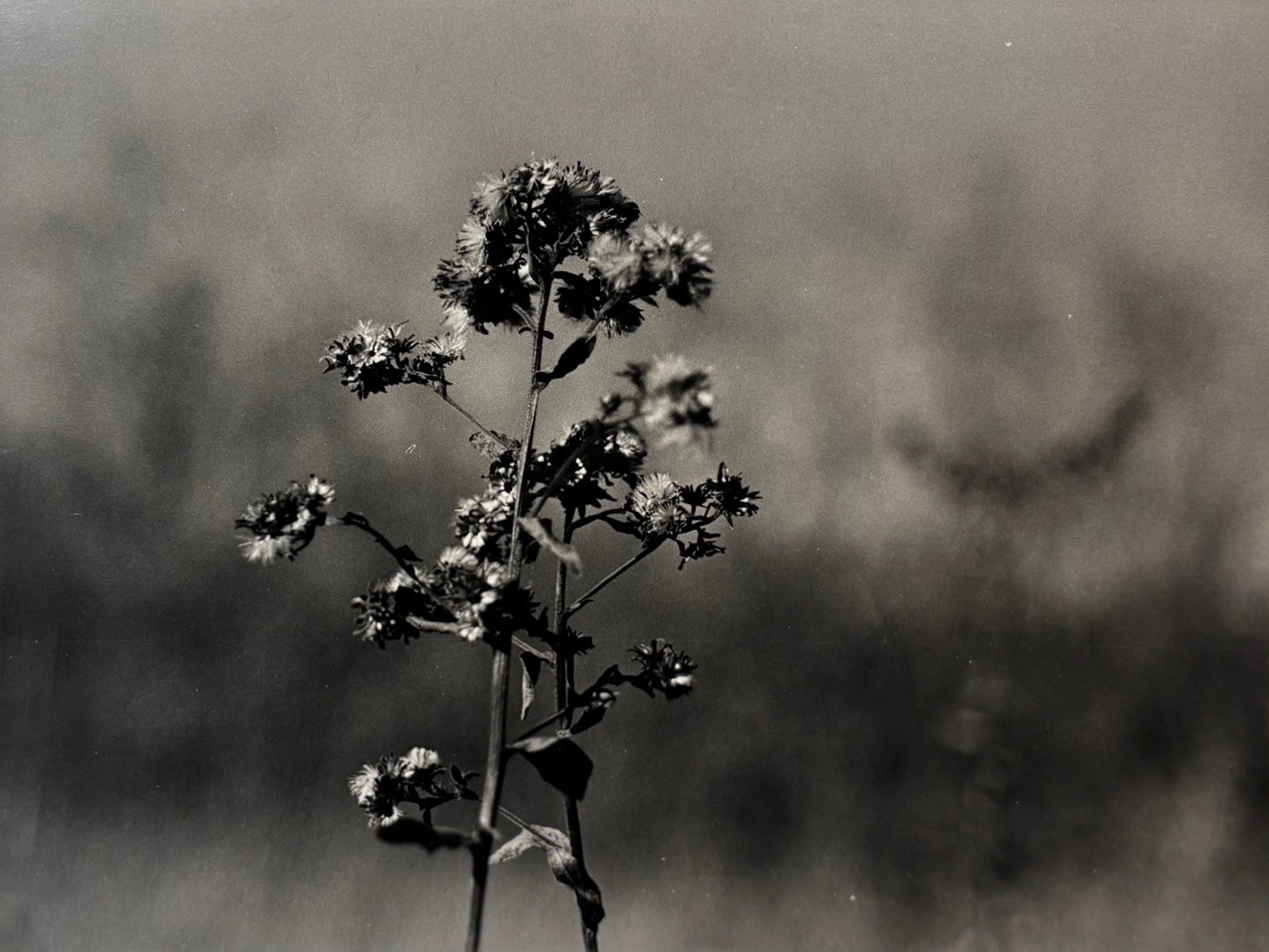 A black and white photograph of a wildflower. It is centered within the image and is the main focal point. The background is blurred and cannot be deciphered, making the flower the only point of interest in the photograph. It shows two stems, each single stem holds many flowers, leaves and seed buds, with a high contrast coming from the left, pushing the shadows deeper and giving great distinction from the foreground to the background.