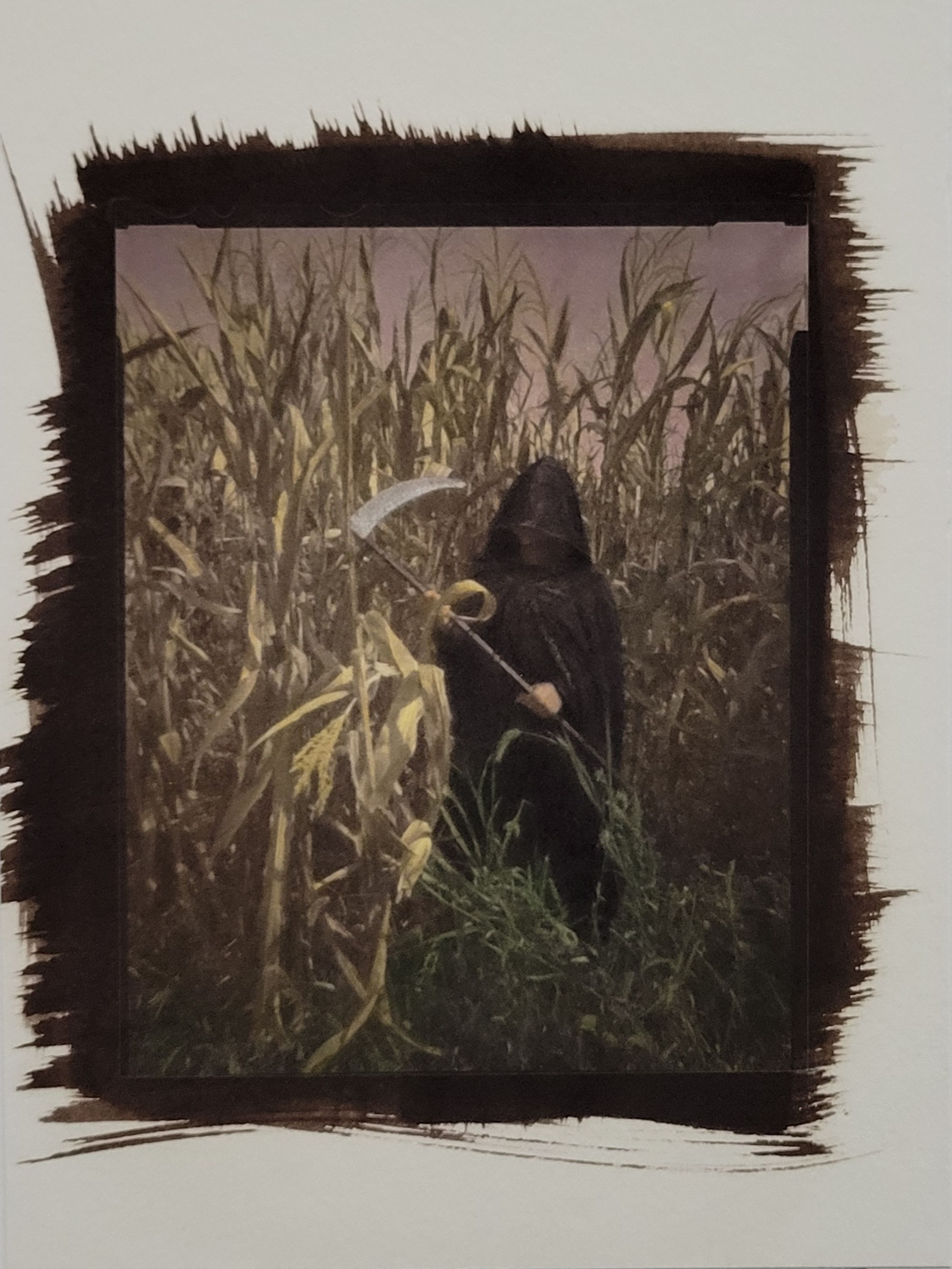 A hand colored contact print. It depicts a hooded figure in a black cloak and black clothes, their face covered by the hood and shadow. In their hands they are holding up a scythe. The figure is centered in the image, standing in the middle of a corn field, slightly obscured by both yellow corn stalks and green weeds, placing them in the middle ground of the photograph. The sky is a hazy purple color, adding to the moodiness of the photo.