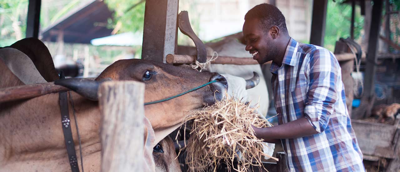 Animal husbandry of agricultural livestock.