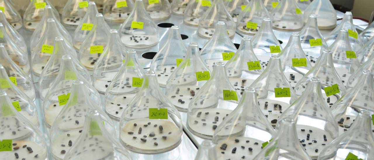 Crop science involving farming with different types of seeds like non-GMO, GMO, and selective bred crops.