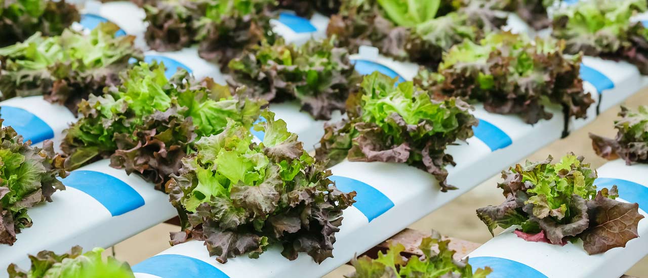 Studying different agricultural techniques indoors and outdoors.