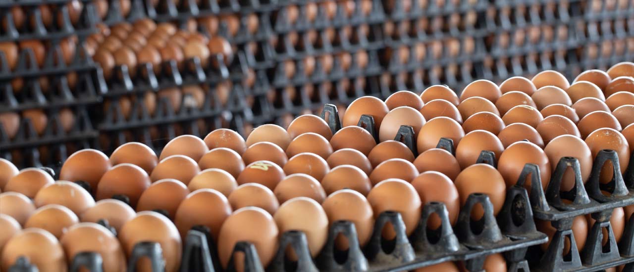 Pasture-raised brown egg stock ready to ship to markets.