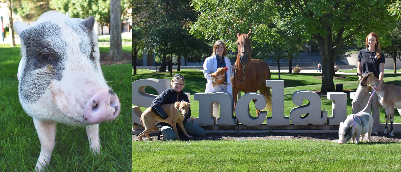 Large domestic animals visit Sinclair and the Agricultural and Veterinary departments downtown.