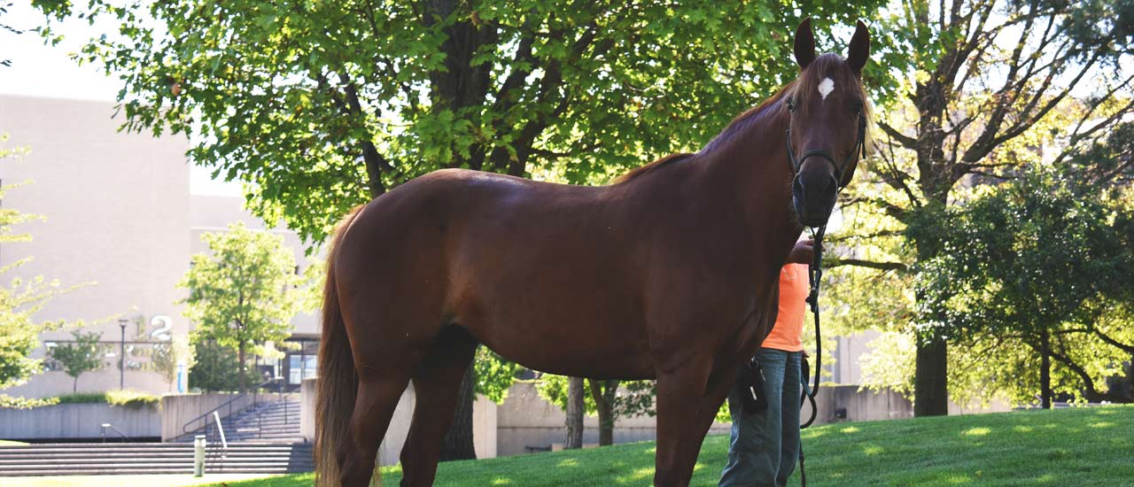 Students learn to harness and lead large animals like horses properly and safely.