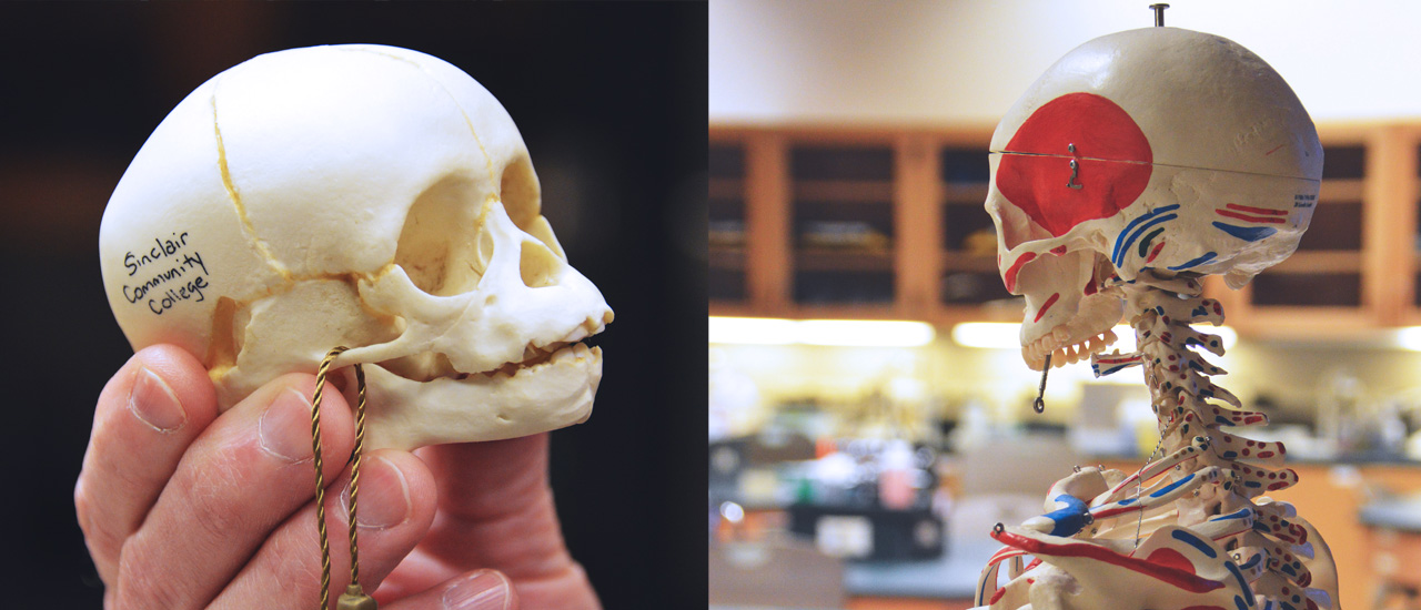 Baby Skull and Full Human Skeleton Replica